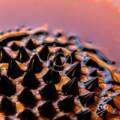 MADDOX PHARMA SWISS PARTICIPATES IN ESHRE CONGRESS